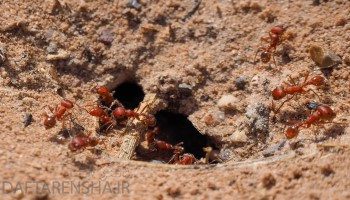 تحقیق در مورد لانه سازی مورچه ها برای کلاس دوم