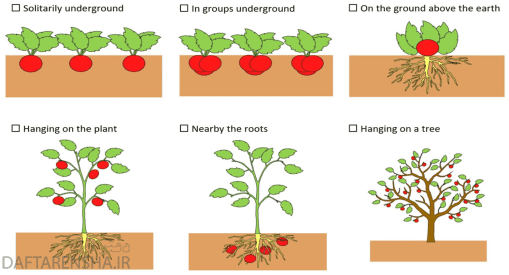 تحقیق درباره رشد گیاهان کلاس دوم