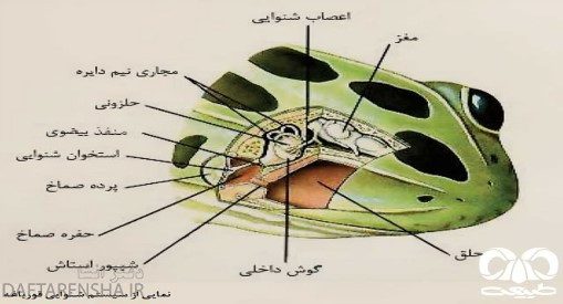 توده عصبی