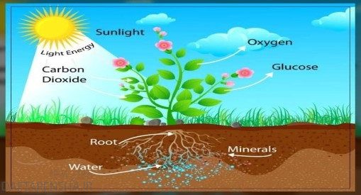 عوامل موثر بر رشد گیاهان
