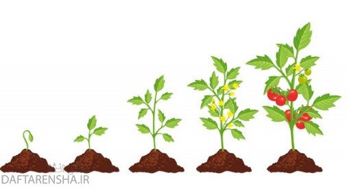 مراحل رشد گیاهان