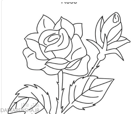 نقاشی گلبرگ گل رز (6)