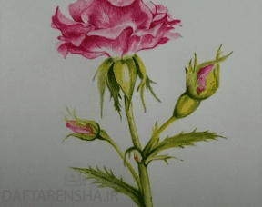 نقاشی گلبرگ گل رز (8)