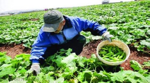 چرا کشاورزی در جمهوری آذربایجان بسیار پر رونق است
