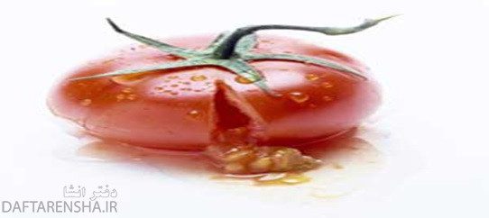 گوجه فرنگی زیر پای علی له می شود نیروی او سبب جا خالی گوجه فرنگی شده