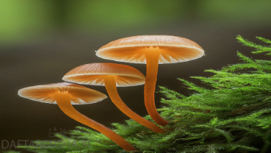 چرا قارچ ها را تجزیه کننده می نامند