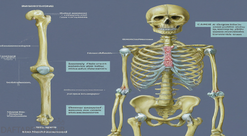چرا می گویند استخوان یک اندام زنده است