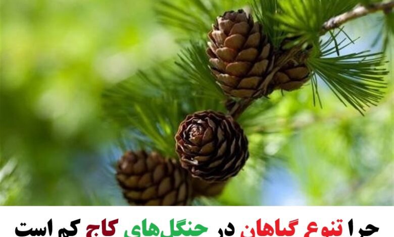 چرا تنوع گیاهان در جنگل‌های کاج کم است