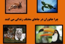 چرا جانوران در جاهای مختلف زندگی می کنند