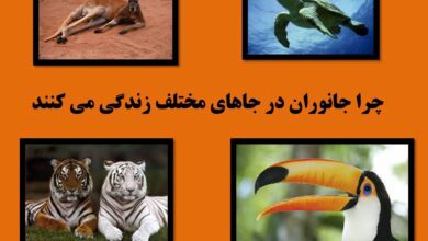 چرا جانوران در جاهای مختلف زندگی می کنند