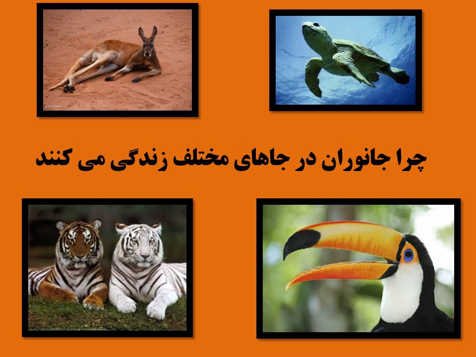 چرا جانوران در جاهای مختلف زندگی می کنند