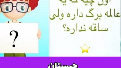 آن چیست که برگ دارد ولی ساقه ندارد
