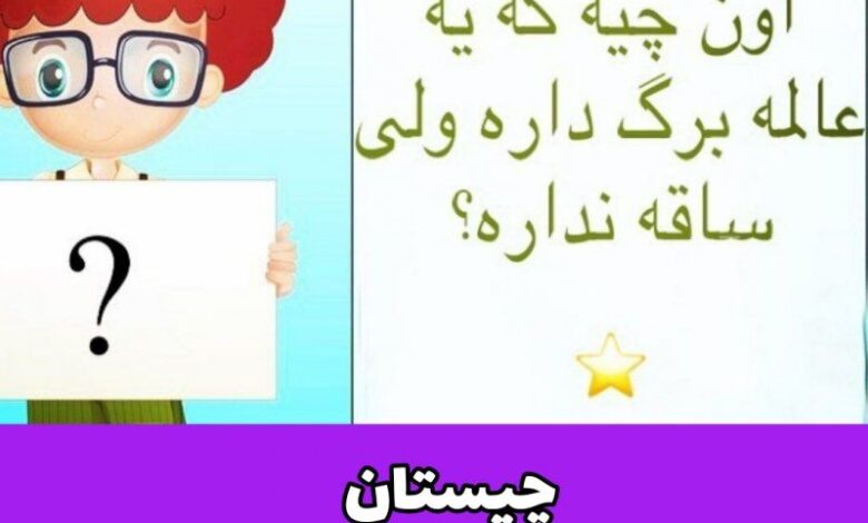 آن چیست که برگ دارد ولی ساقه ندارد