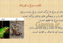 فرق وزغ و قورباغه کلاس سوم