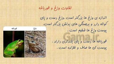 فرق وزغ و قورباغه کلاس سوم