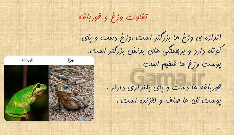 فرق وزغ و قورباغه کلاس سوم
