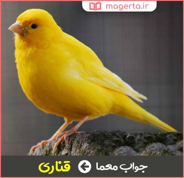 آن چیست که بیشترین ضربان قلب دارد