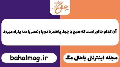 آن کدام جانور است که صبح با چهار پا ظهر با دو پا و عصر با سه پا راه میرود