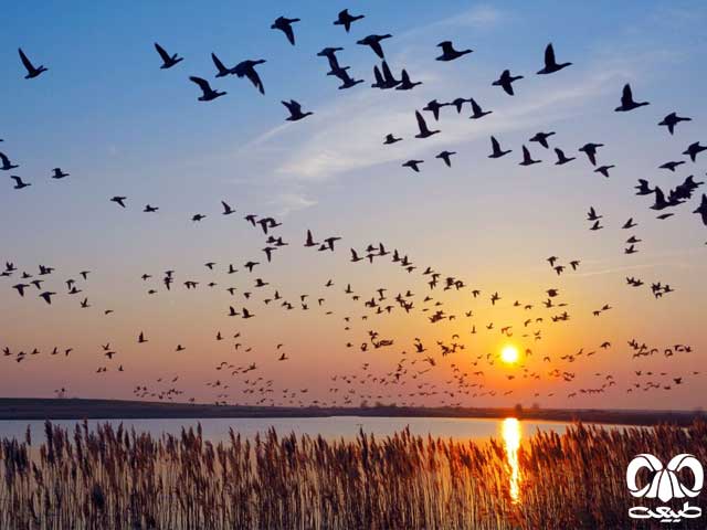 چرا پرستو مهاجرت می کند کلاس اول