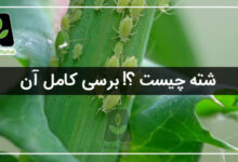 چرا به شته آفت می گویند علوم چهارم