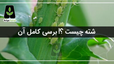 چرا به شته آفت می گویند علوم چهارم