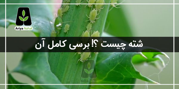 چرا به شته آفت می گویند علوم چهارم