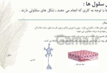 چرا شکل سلول ها متفاوت است علوم چهارم