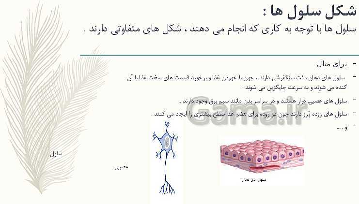 چرا شکل سلول ها متفاوت است علوم چهارم