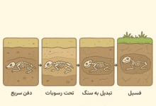 چرا از بدن جانداران ساکن خشکی فسیل کمتری تشکیل می شود