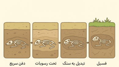 چرا از بدن جانداران ساکن خشکی فسیل کمتری تشکیل می شود