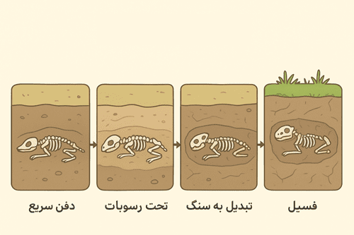 چرا از بدن جانداران ساکن خشکی فسیل کمتری تشکیل می شود